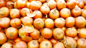 玉ねぎにカビが生えたら食べられない 黒や白 緑など色で判断 お食事ウェブマガジン グルメノート