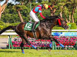 SELECT SALE GRADE RACE WINNER