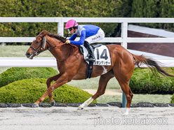 シオンダンサー号