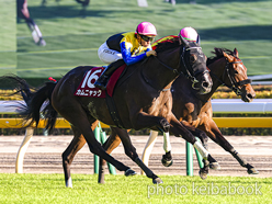 SELECT SALE GRADE RACE WINNER
