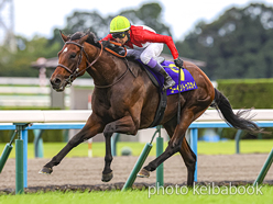 SELECT SALE GRADE RACE WINNER