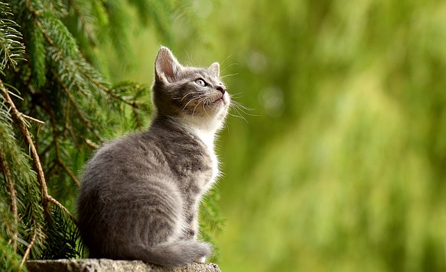 猫顔女性の特徴9選と猫顔な美人芸能人を紹介！  女性がキラキラ輝く 
