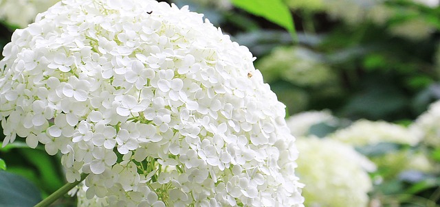 あじさい 紫陽花 の花言葉は 種類や色別 白 紫 青 ピンク の意味 女性がキラキラ輝くために役立つ情報メディア あじさい 紫陽花 の花言葉は 種類や色別 白 紫 青 ピンク の意味 女性がキラキラ輝くために役立つ情報メディア