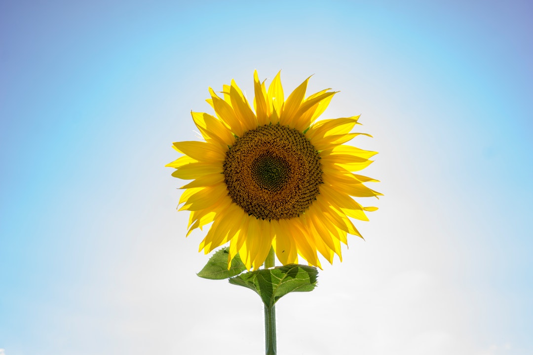 ひまわり 向日葵 の花言葉の意味は 由来は怖い 女性がキラキラ輝くために役立つ情報メディア