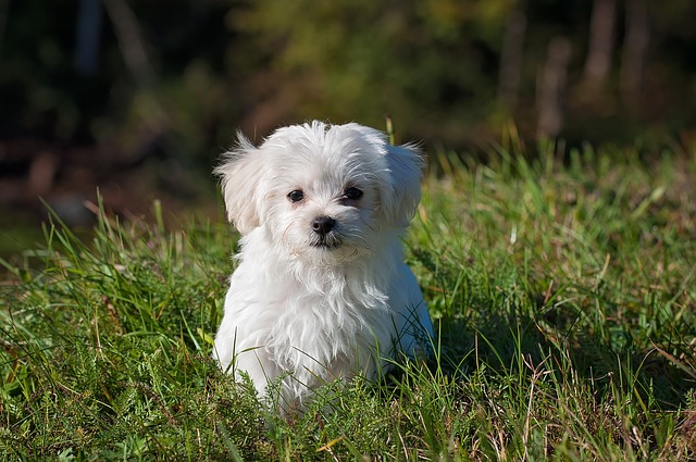 夢占い 犬を飼う夢を見る意味や心理 女性がキラキラ輝くために役立つ情報メディア