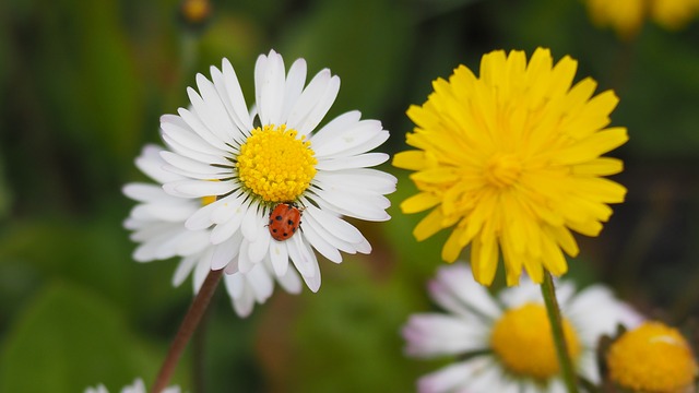 すべての花の画像 新鮮なデージー 花言葉 ピンク
