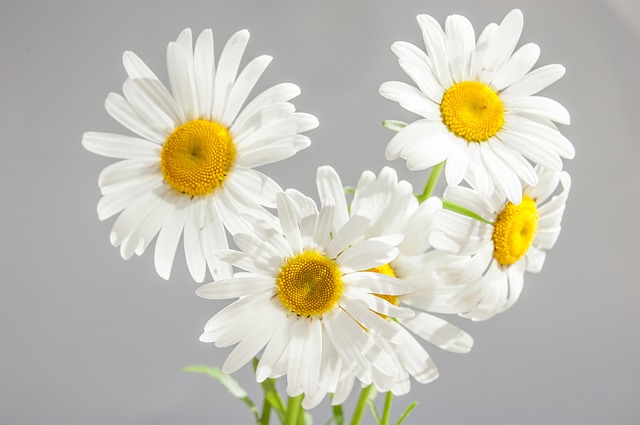 カモミールの花言葉は カミツレの意味や和名を紹介 女性がキラキラ輝くために役立つ情報メディア