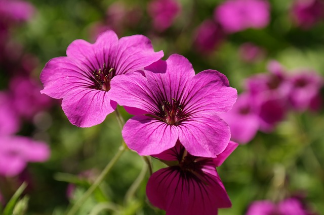 幸せや幸福の花言葉を持つ花 あなたの幸せを願う花は 女性がキラキラ輝くために役立つ情報メディア