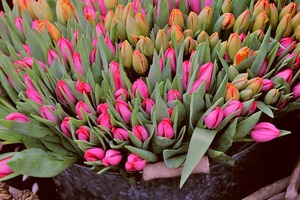 赤坂駅の花屋さんまとめ 赤坂見附や溜池山王などの花屋も紹介 女性がキラキラ輝くために役立つ情報メディア