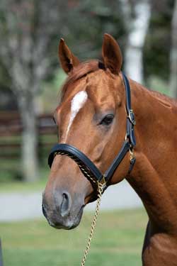 アグニシャイン レックススタッド