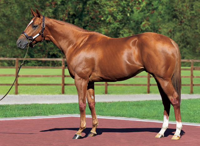 アグニシャイン レックススタッド