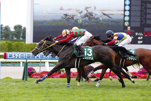 マツリダゴッホ レックススタッド