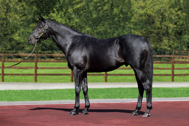 エイシンフラッシュ レックススタッド