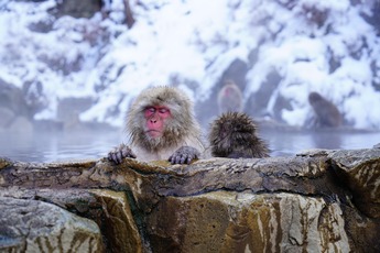 【温泉旅館】観光地 × 東京からのアクセス良好