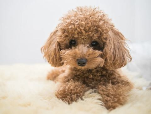 【3期連続増収増益/有資格者多数在籍】岩手県の動物病院運営業