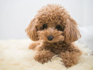 【3期連続増収増益/有資格者多数在籍】岩手県の動物病院運営業