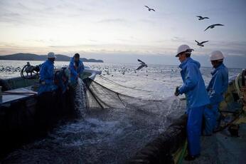 【中四国地方/一次産業】業歴60年以上を超える老舗漁業