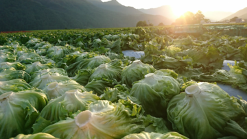 【日本最大規模】10ha超の規模を誇る有機野菜農園