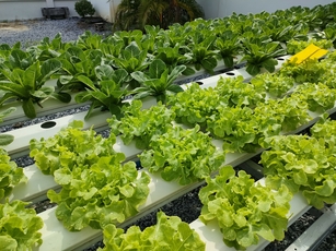 【50年超の実績と後継体制を備える】首都圏×水耕栽培業