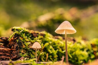 【マレーシア】キノコの栽培・成分抽出・製品化を行うバイオテクノロジー企業