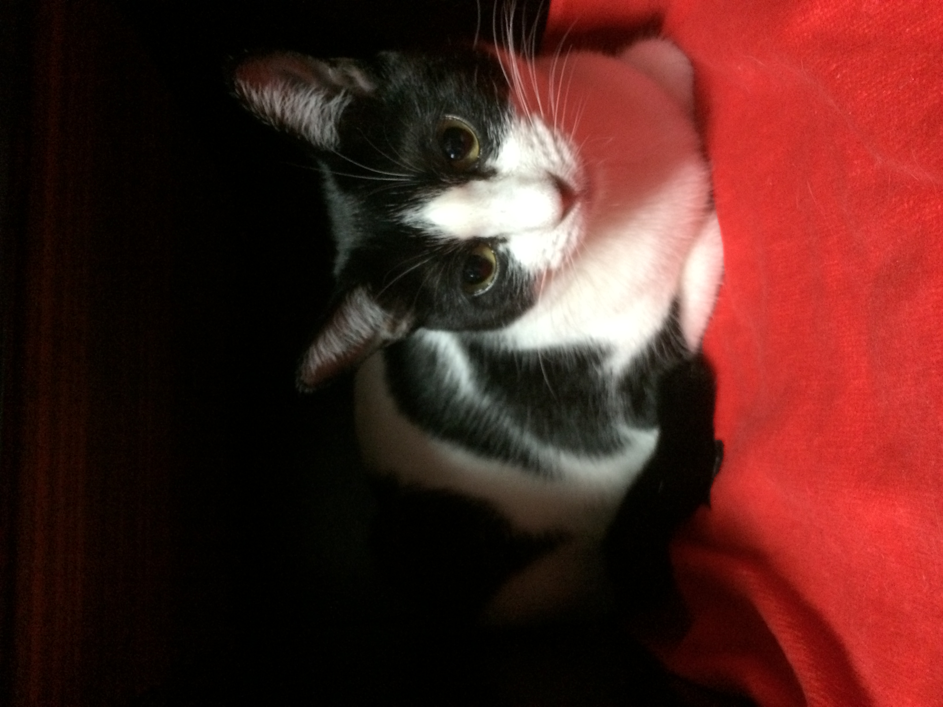 ペット関連の業界動向とM&Aのメリット！売却・買収事例5選や流れと注意点も解説！