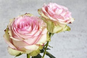 陞爵 の意味とは 意味や使い方を解説 言葉の意味の備忘録