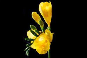 フリージア の花言葉とは 意味や使い方を解説 言葉の意味の備忘録