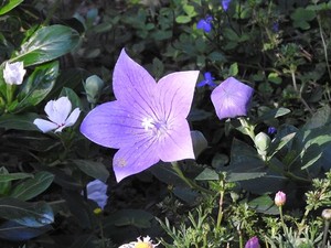 桔梗 キキョウ の花言葉とは 意味や使い方を解説 言葉の意味の備忘録