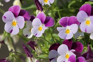 菫 スミレ の花言葉とは 意味や使い方を解説 言葉の意味の備忘録