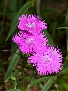 ナデシコ の花言葉とは 意味や誕生花を解説 言葉の意味の備忘録