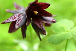 黒百合 クロユリ の花言葉とは 意味や誕生花を解説 言葉の意味の備忘録