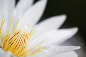 スイレン の花言葉とは 意味や誕生花を解説 言葉の意味の備忘録