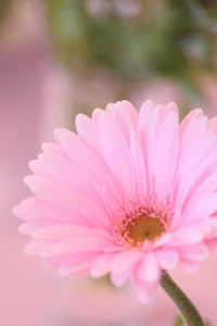 ガーベラ の花言葉とは 意味や誕生花を解説 言葉の意味の備忘録