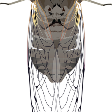 蝉時雨 の意味とは 意味や使い方を解説 言葉の意味の備忘録