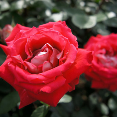 ぞっこん の意味とは 意味や使い方を解説 言葉の意味の備忘録