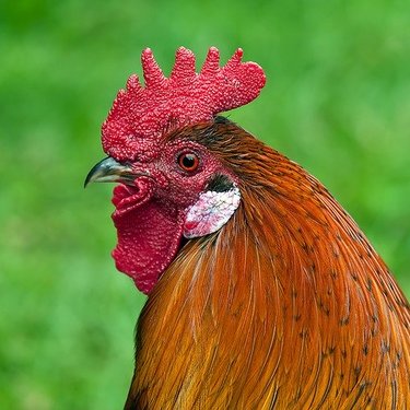 鶏口牛後 の意味とは 意味や使い方を解説 言葉の意味の備忘録