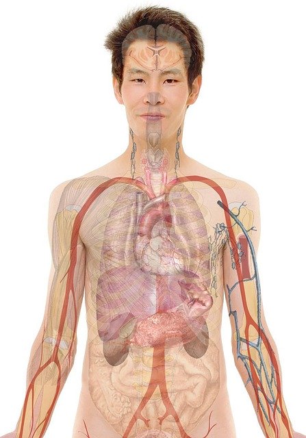 「五臓六腑」の意味とは？意味や使い方を解説！