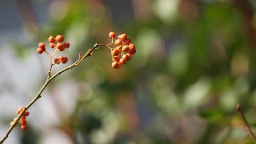 「山椒は小粒でもぴりりと辛い 」の意味とは？意味や使い方を解説！