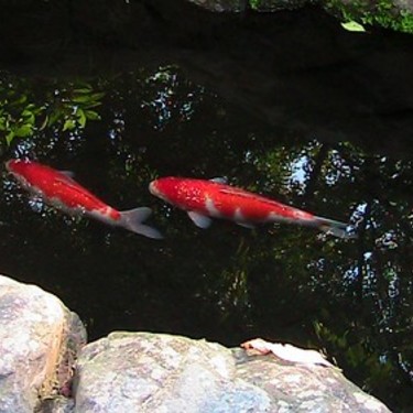 魚心あれば水心 の意味とは 意味や使い方を解説 言葉の意味の備忘録 魚心あれば水心 の意味とは 意味や使い方を解説 言葉の意味の備忘録