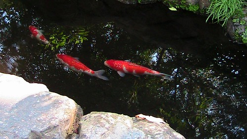 「魚心あれば水心」の意味とは？意味や使い方を解説！