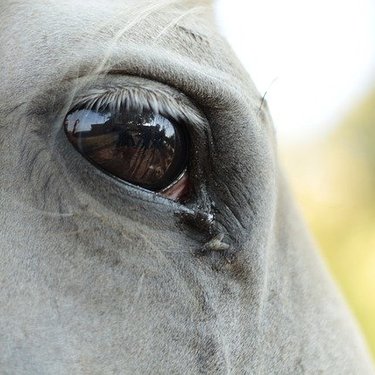 後塵を拝する の意味とは 意味や使い方を解説 言葉の意味の備忘録
