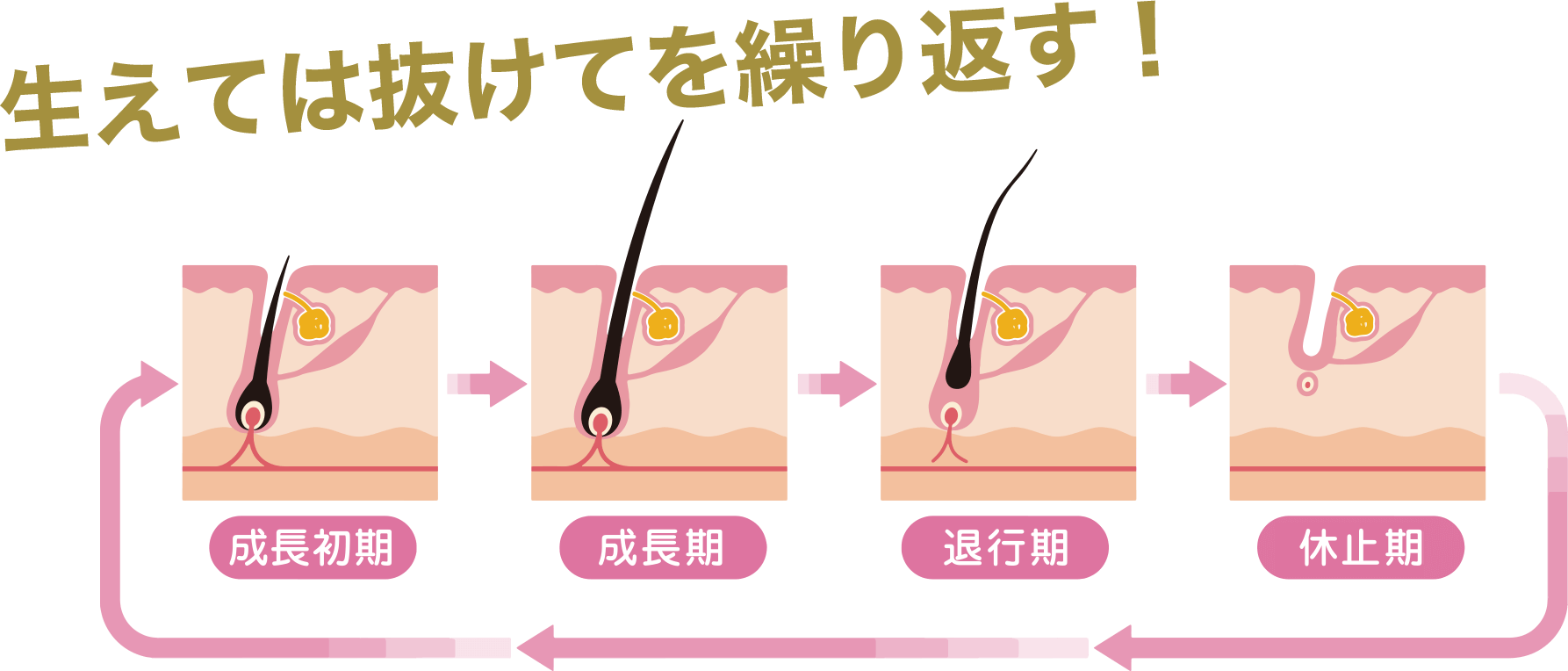 生えては抜けてを繰り替えす