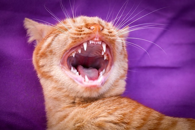 叫ぶ猫