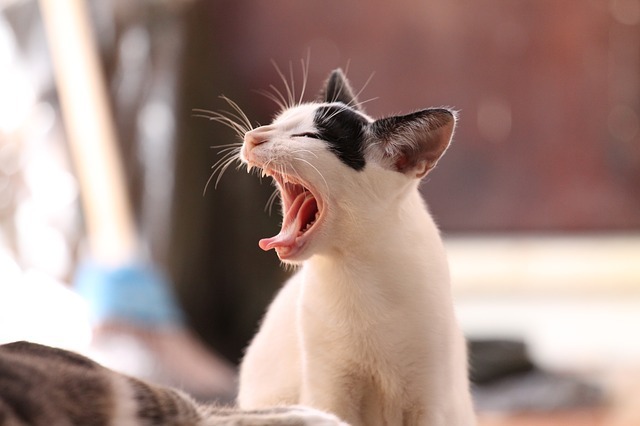 あくびする猫