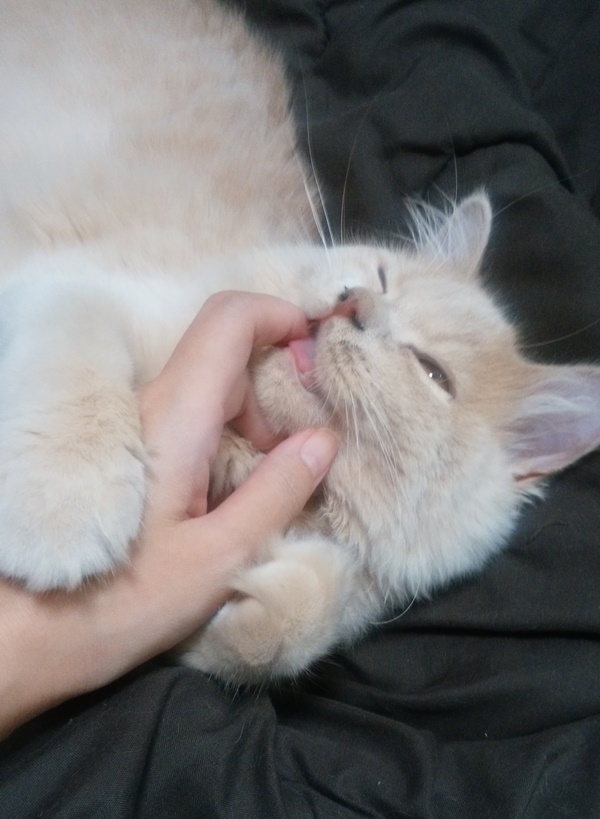 猫が指をかじって甘えている画像