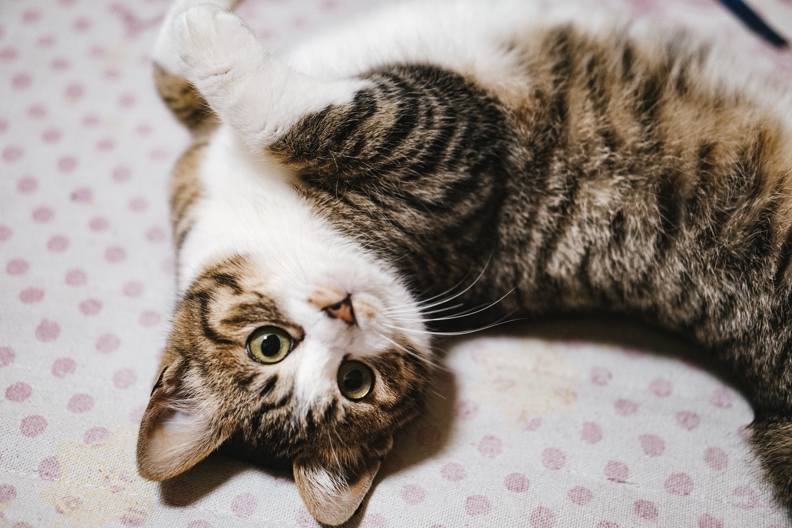 甘えている猫