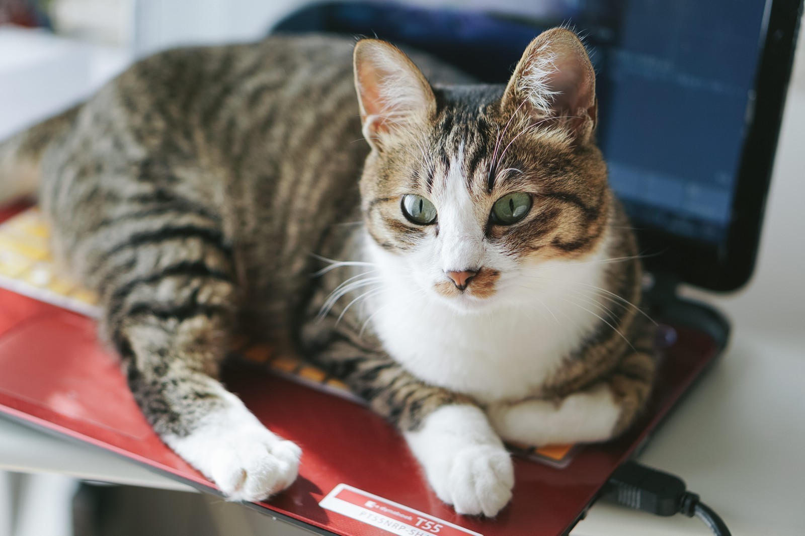 ノートPCと猫