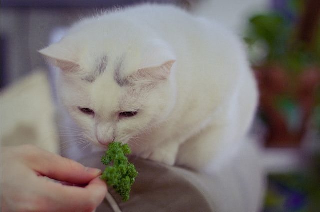 猫が食べている画像