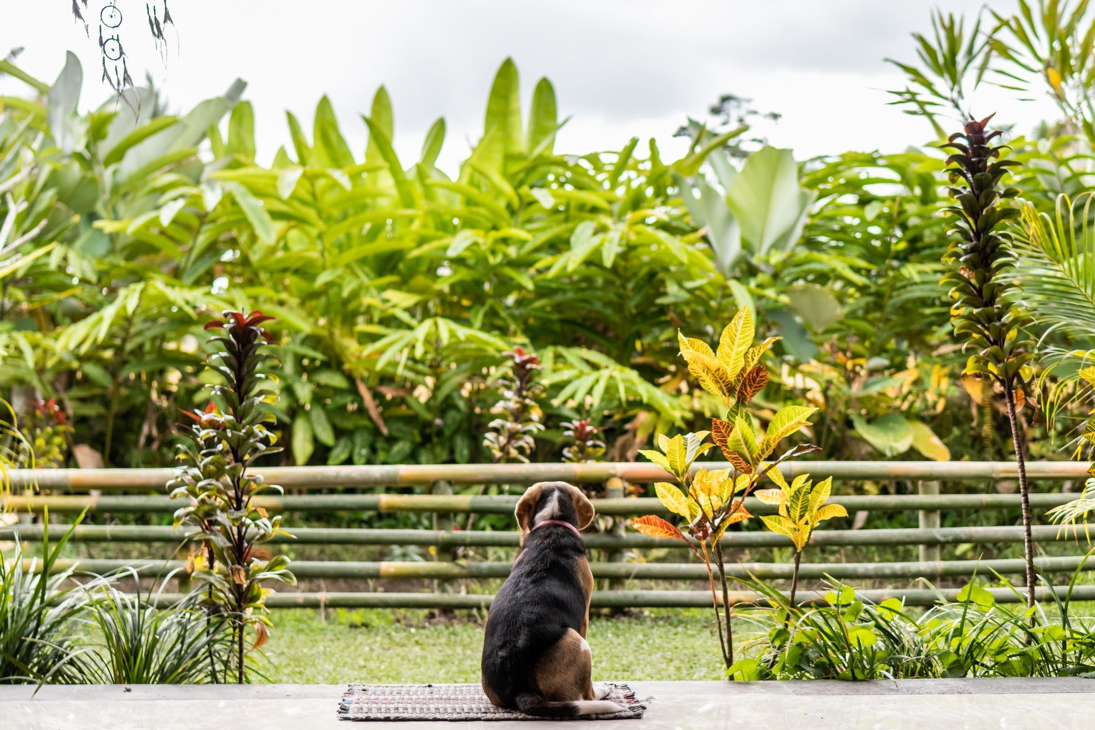 縁側にいる犬