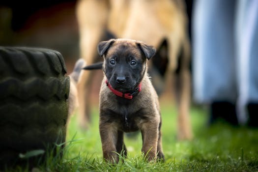 外に出てる子犬